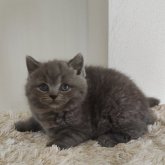 ブリティッシュショートヘア