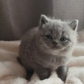 ブリティッシュショートヘア