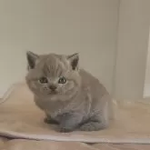 ブリティッシュショートヘア【岐阜県・男の子・2025年11月8日・ブルー】の写真3