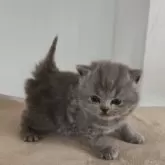 ブリティッシュショートヘア【岐阜県・男の子・2025年11月3日・ブルー】の写真3