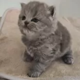 ブリティッシュショートヘア【岐阜県・男の子・2025年11月3日・ブルー】の写真4