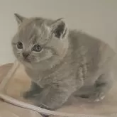 ブリティッシュショートヘア【岐阜県・男の子・2025年11月8日・ブルー】の写真5