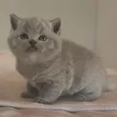 ブリティッシュショートヘア【岐阜県・男の子・2025年11月8日・ブルー】の写真7