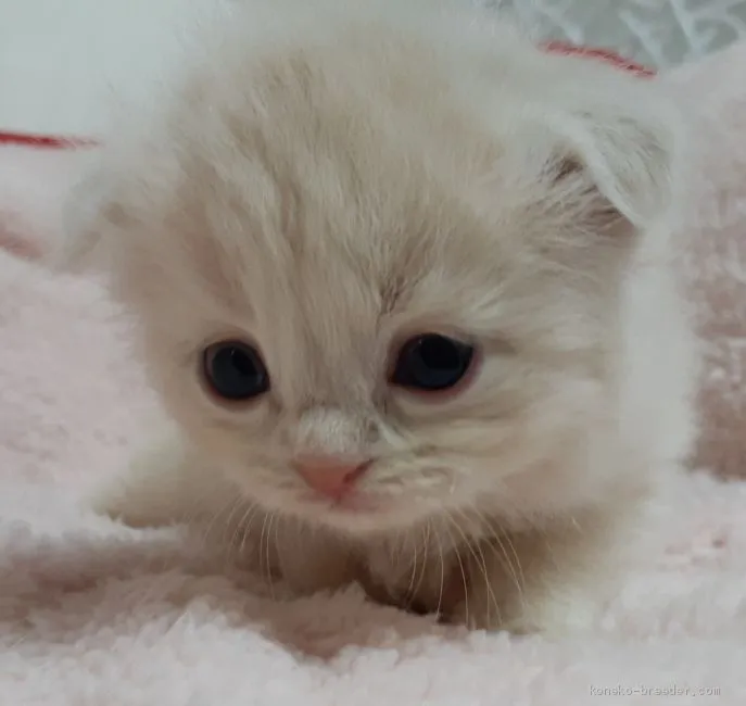 ID：2005-01877の子猫