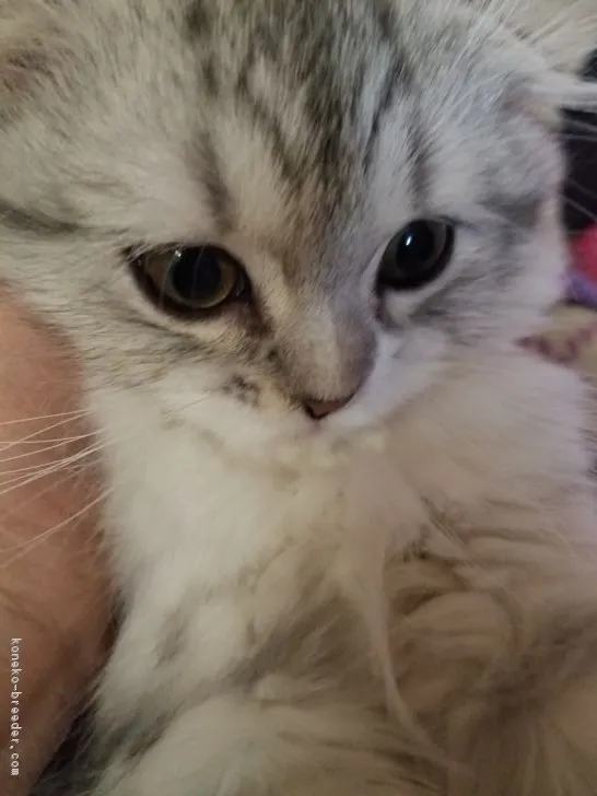 がお 様のお迎えした子猫