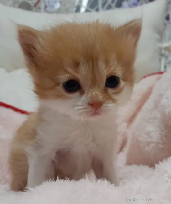 ID：2005-01884の子猫