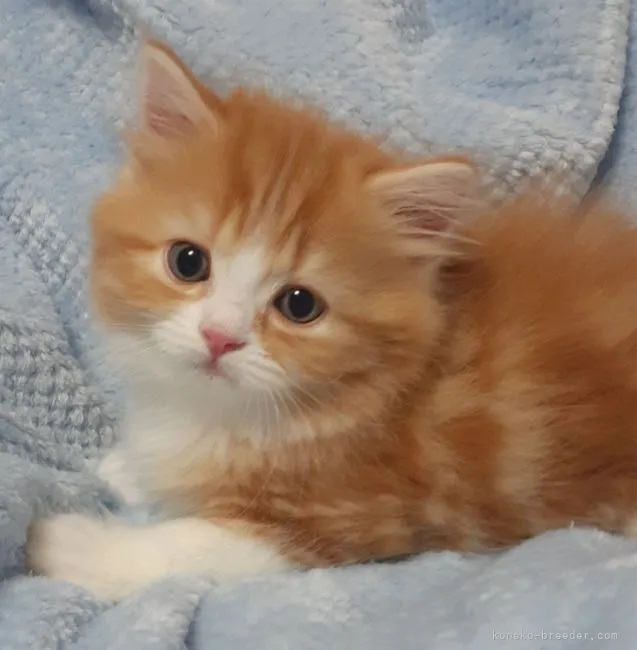 ID：2106-02751の子猫