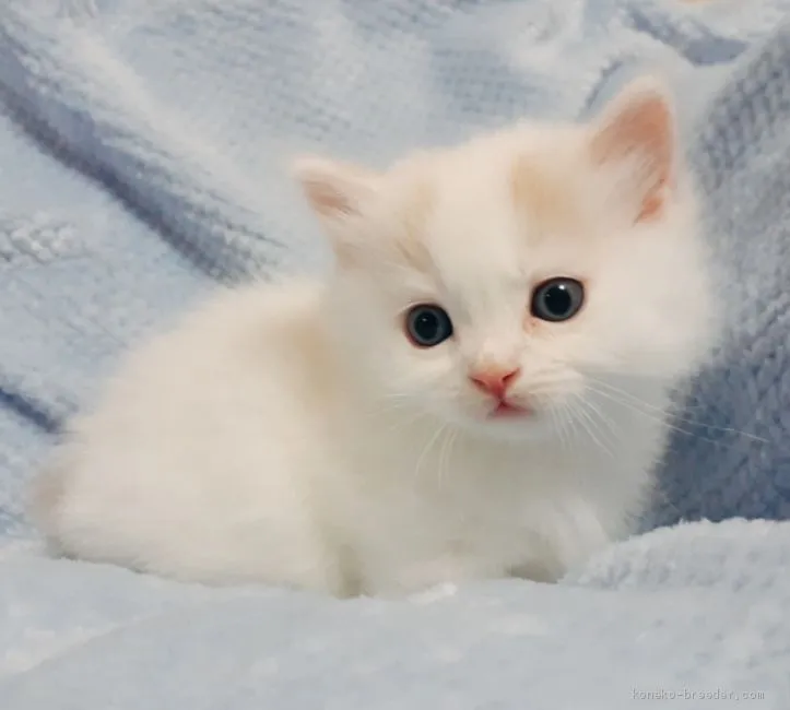 mami 様のお迎えした子猫