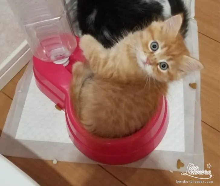 ID：1905-00095の子猫