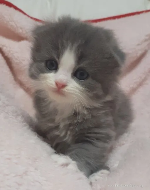 ID:2007-01375の子猫