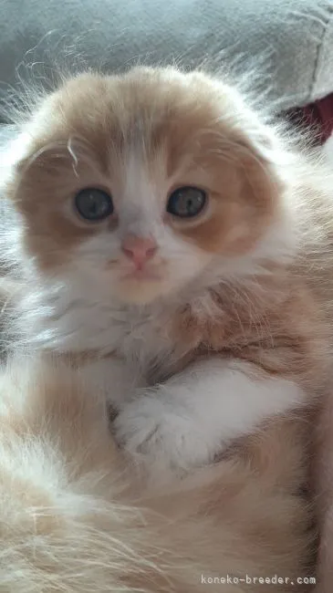 ID：2111-01648の子猫