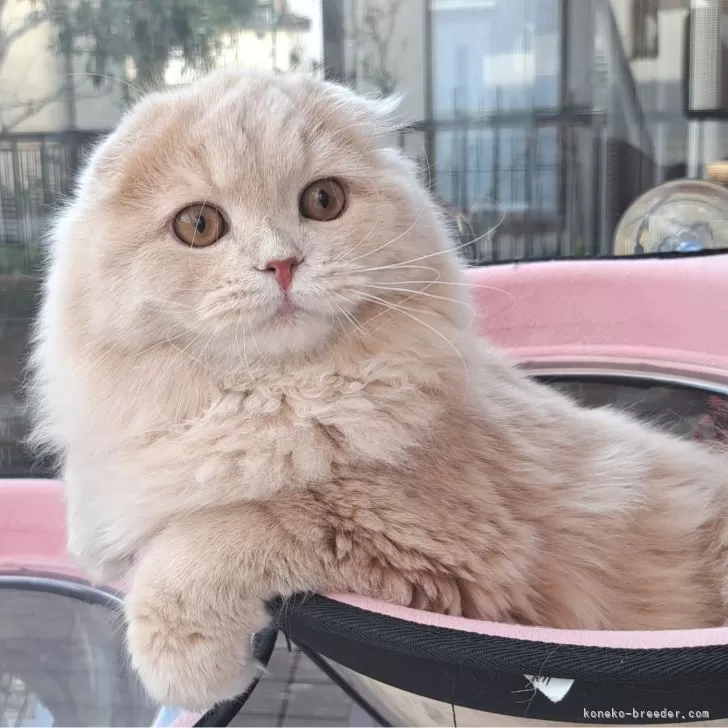 ID：2309-03108の子猫