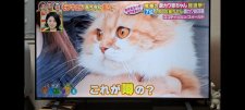 スコティッシュフォールド【・女の子・2019年6月18日・レッドタビー&ホワイト】「坂上どうぶつ王国出演ママちゃん」