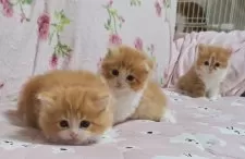 スコティッシュフォールド(立ち耳)【埼玉県・女の子・2024年6月5日・レッドタビー&ホワイト】の写真4「奥デース ^・-・^🎀」