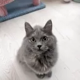 マンチカン(長足)【埼玉県・女の子・2025年5月12日・ブルークリーム】の写真2「美人さん💕✨」