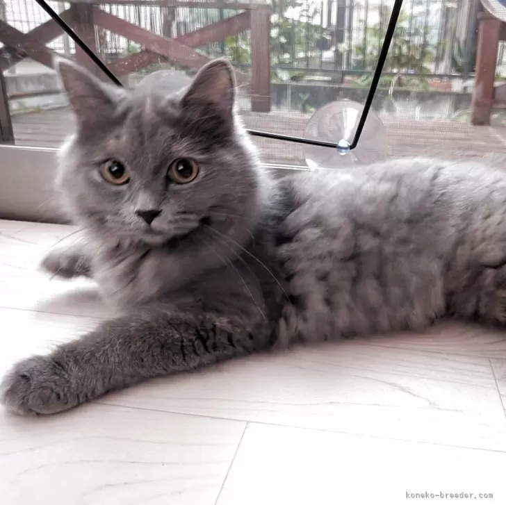 マンチカン(長足)【埼玉県・女の子・2025年5月12日・ブルークリーム】の写真1「元気な女の子👧🏻‎💗」