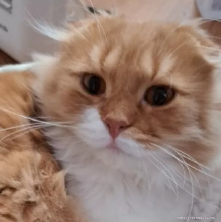 ID：2308-03044の子猫