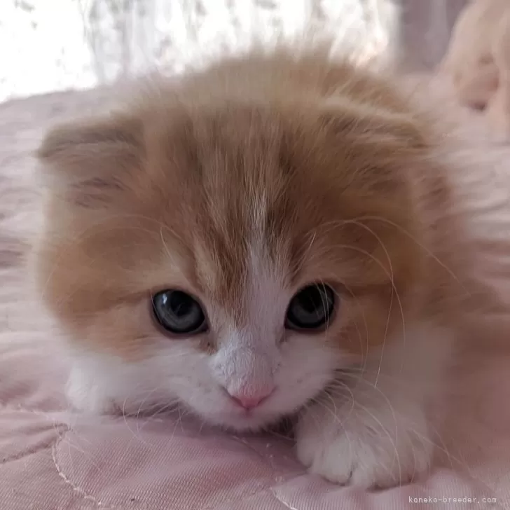 ID：2604-02582の子猫