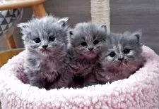 マンチカン(長足)【埼玉県・女の子・2025年5月12日・ブルークリーム】の写真5「1番左の子😺😽😺💕」