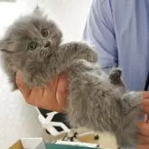 マンチカン(長足)【埼玉県・女の子・2025年5月12日・ブルー】の写真7「心配でたまにママ確認😸」
