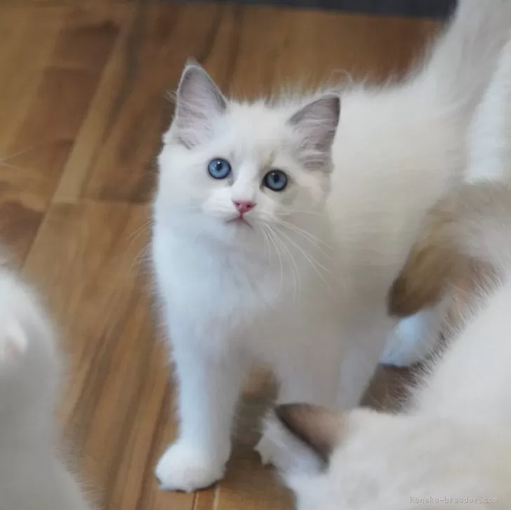 ID：2408-02586の子猫