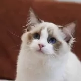 ラグドール【岐阜県・男の子・2024年5月30日・シールポイントバイカラー】の写真1