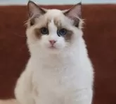 ラグドール【岐阜県・男の子・2024年5月30日・シールポイントバイカラー】の写真2