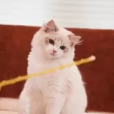 ラグドール【岐阜県・女の子・2024年5月30日・シールリンクスバイカラー】の写真4