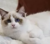 ラグドール【岐阜県・男の子・2024年5月30日・シールポイントバイカラー】の写真5