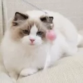 ラグドール【岐阜県・男の子・2025年5月13日・シールポイントバイカラー】の写真9