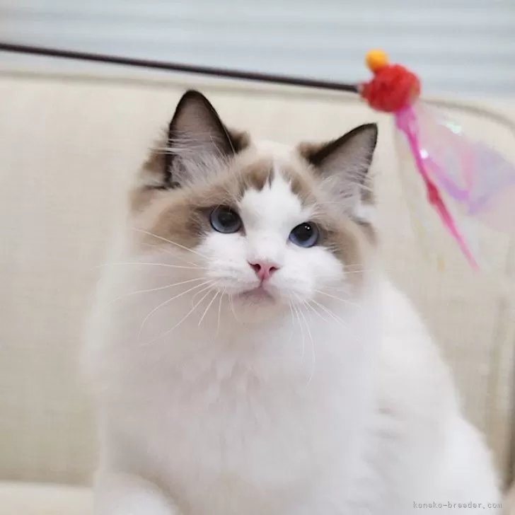 ラグドール【岐阜県・男の子・2025年5月13日・シールポイントバイカラー】の写真1