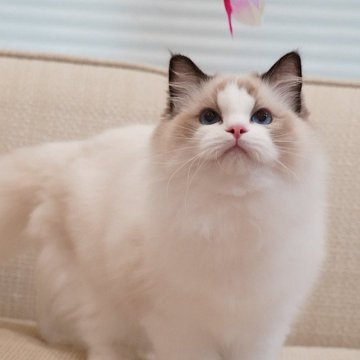 ラグドール【岐阜県・男の子・2025年5月13日・シールポイントバイカラー】の写真「毛量豊富✨おっとりさんです😌」