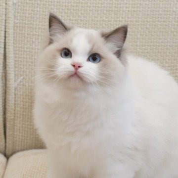 ラグドール【岐阜県・女の子・2025年5月13日・ブルーポイントバイカラー】の写真「綺麗め女の子☺️」