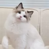 ラグドール【岐阜県・男の子・2025年5月13日・シールポイントバイカラー】の写真2