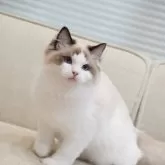 ラグドール【岐阜県・男の子・2025年5月13日・シールポイントバイカラー】の写真4