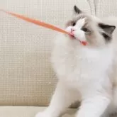 ラグドール【岐阜県・男の子・2025年5月13日・シールポイントバイカラー】の写真4