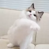 ラグドール【岐阜県・男の子・2025年5月13日・シールポイントバイカラー】の写真5