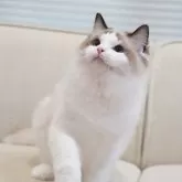 ラグドール【岐阜県・男の子・2025年5月13日・シールポイントバイカラー】の写真6