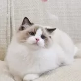 ラグドール【岐阜県・男の子・2025年5月13日・シールポイントバイカラー】の写真8