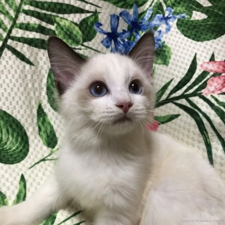 ID:2310-00263の子猫