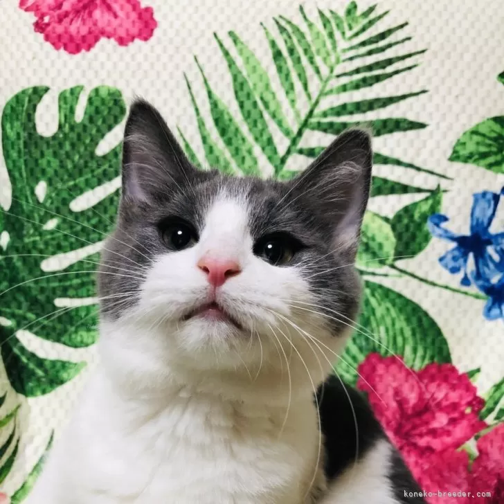 ID：2401-01504の子猫