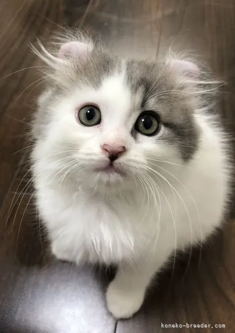 ID：2109-02338の子猫