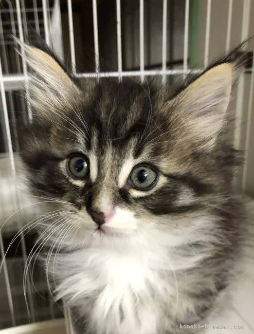 T 様のお迎えした子猫