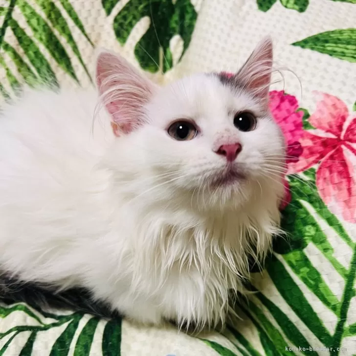 ID:2411-00128の子猫