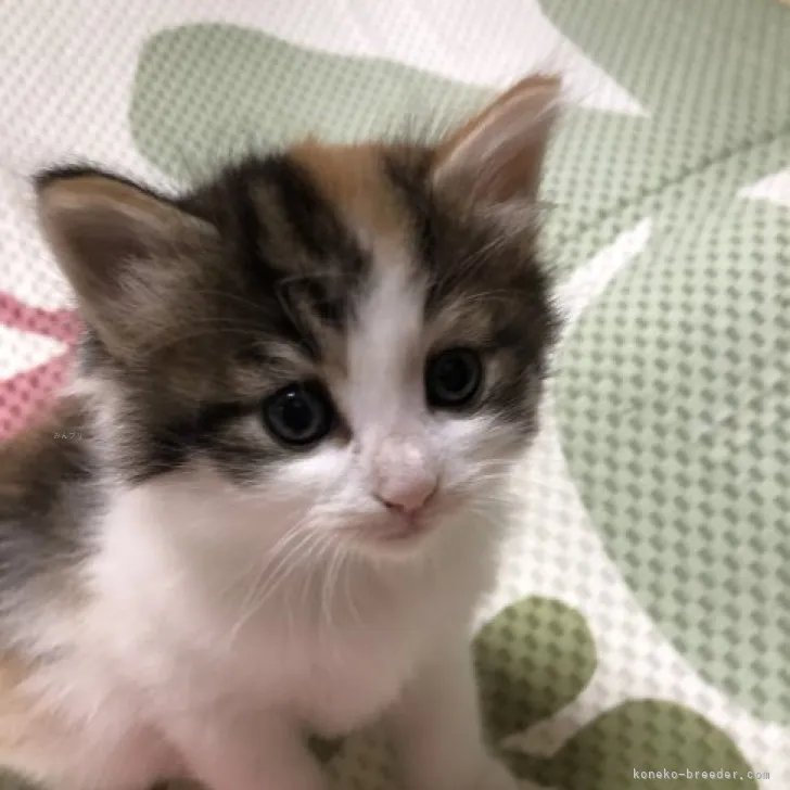 ID：2310-01306の子猫