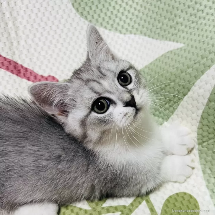 ID:2404-00933の子猫