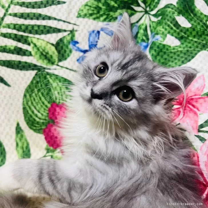ID：2411-00538の子猫