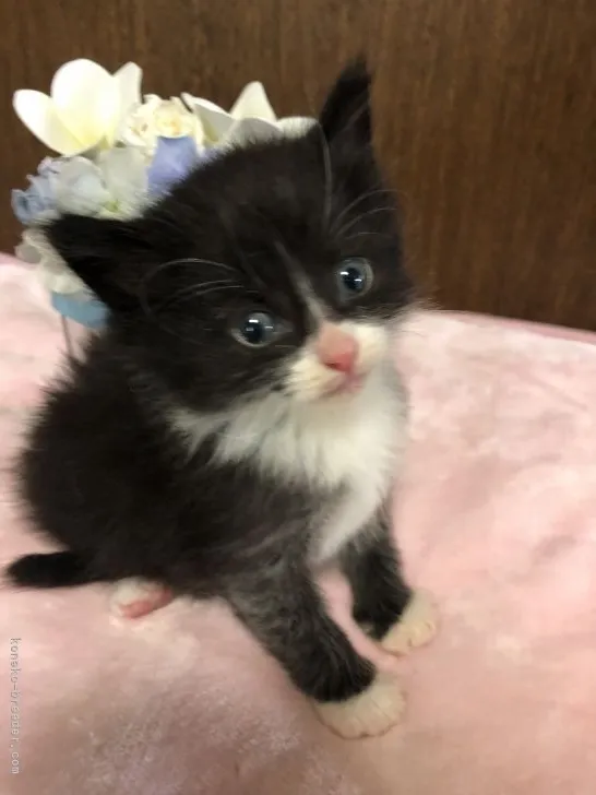 きよし 様のお迎えした子猫