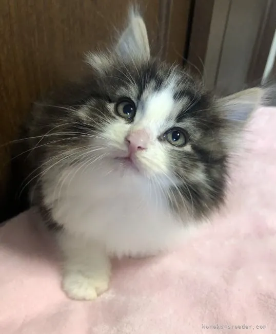 りんころ 様のお迎えした子猫