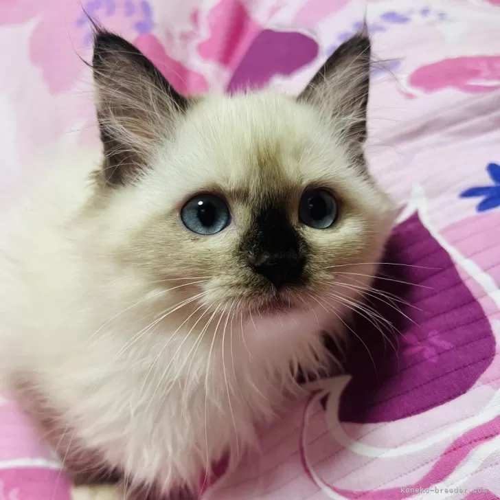 ID：2410-00978の子猫
